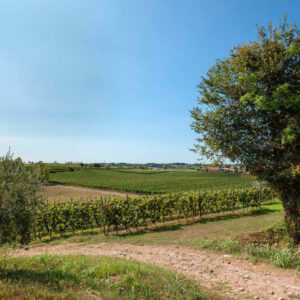 Bellezza - Vigna Turbiana
