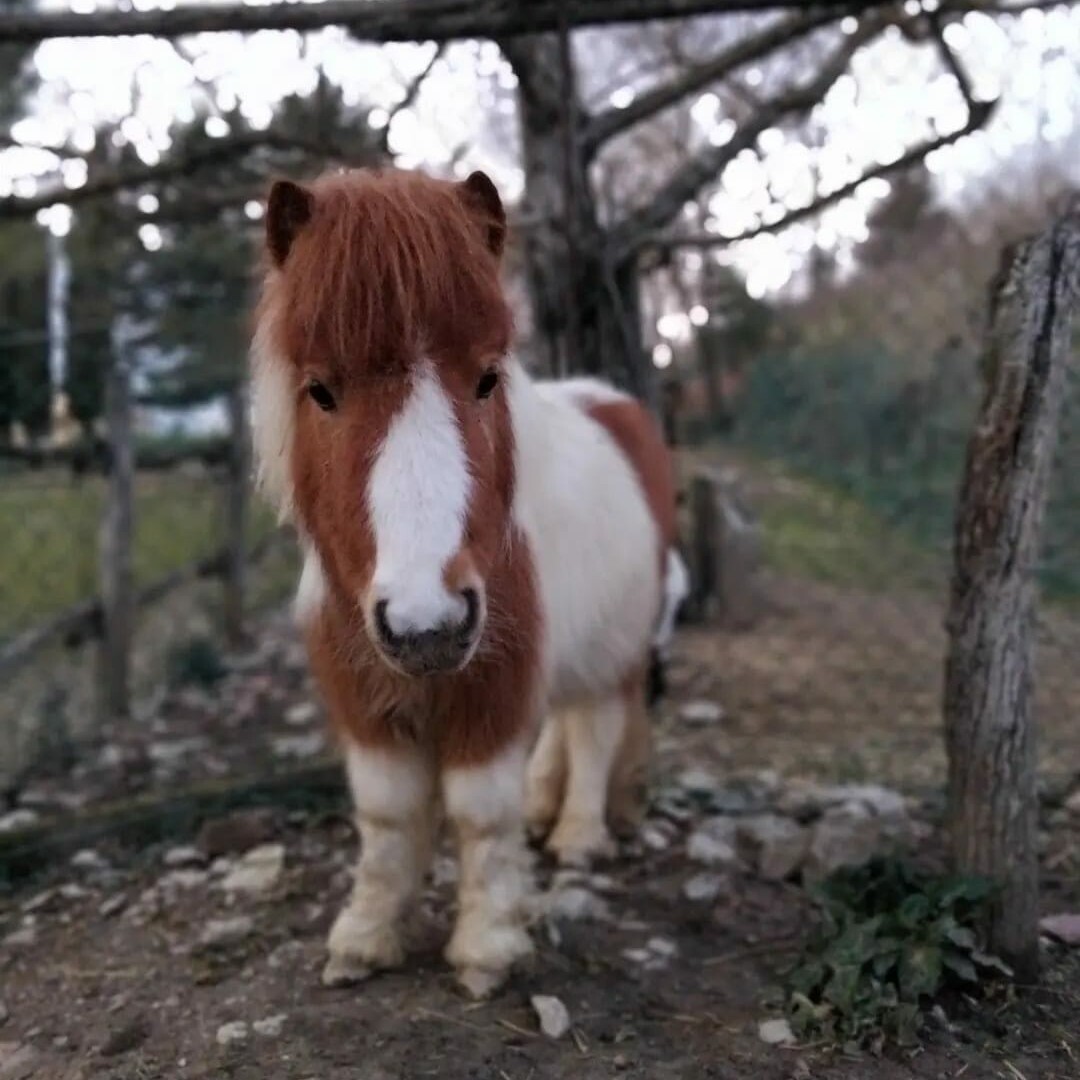 Luna - Fattormia Adotta i tuoi animali e le tue piante