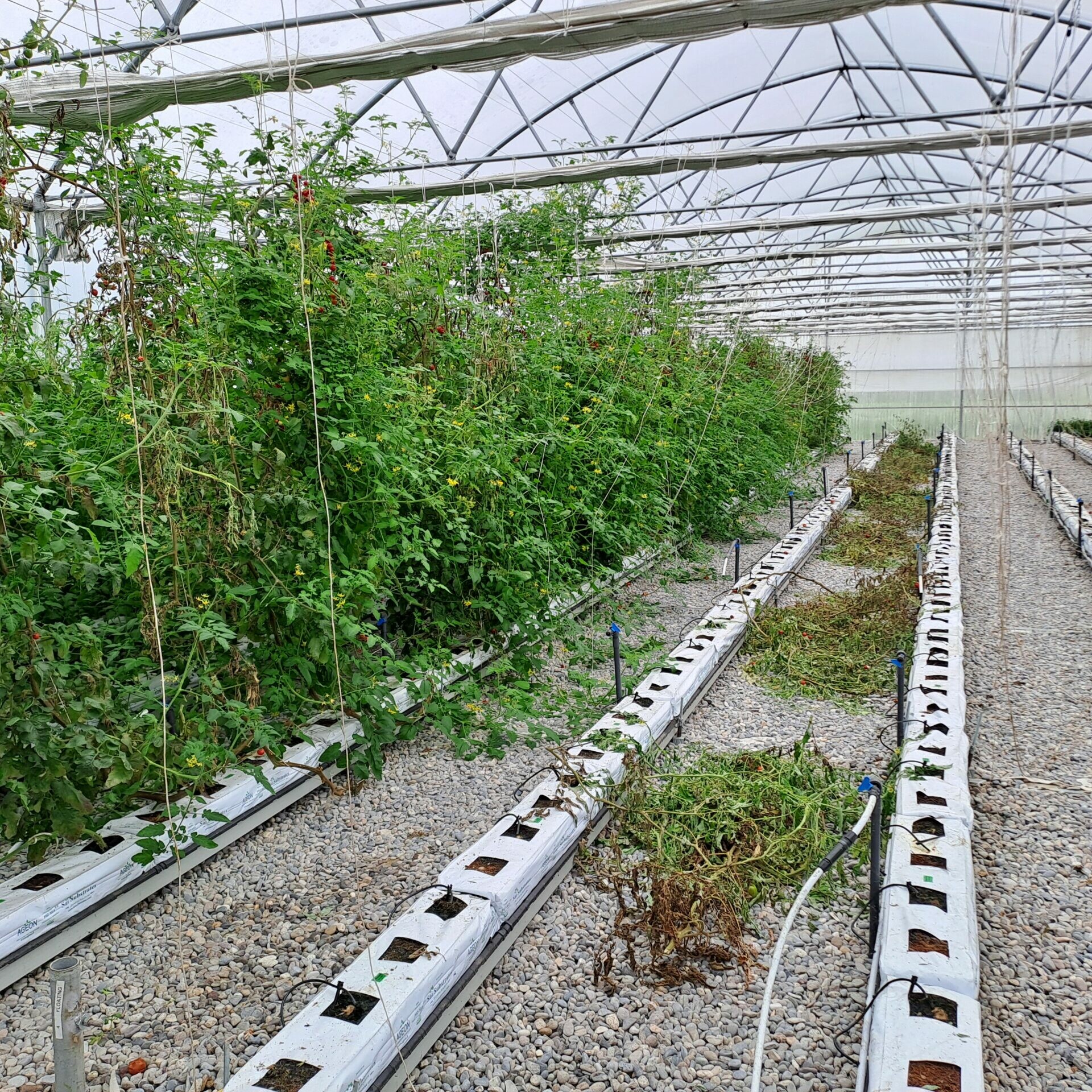 2410 agriponos pomodori