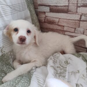 Bimba